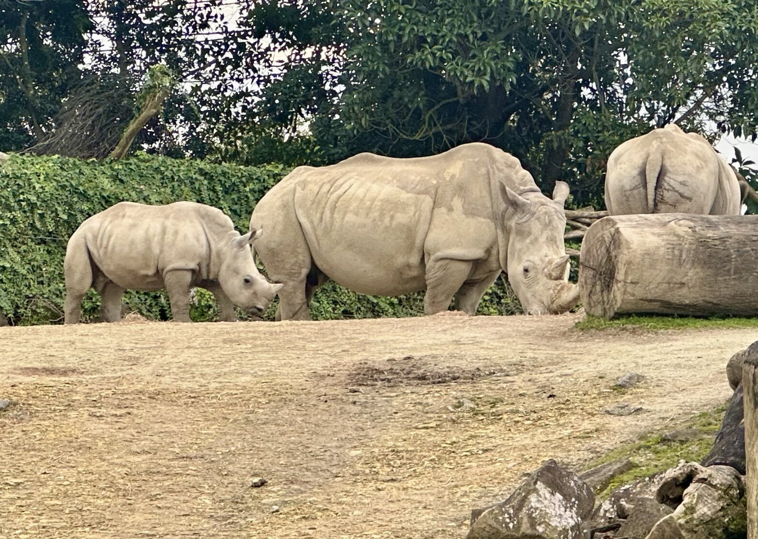 Jamila and Zuka (Southern White Rhinoceros)