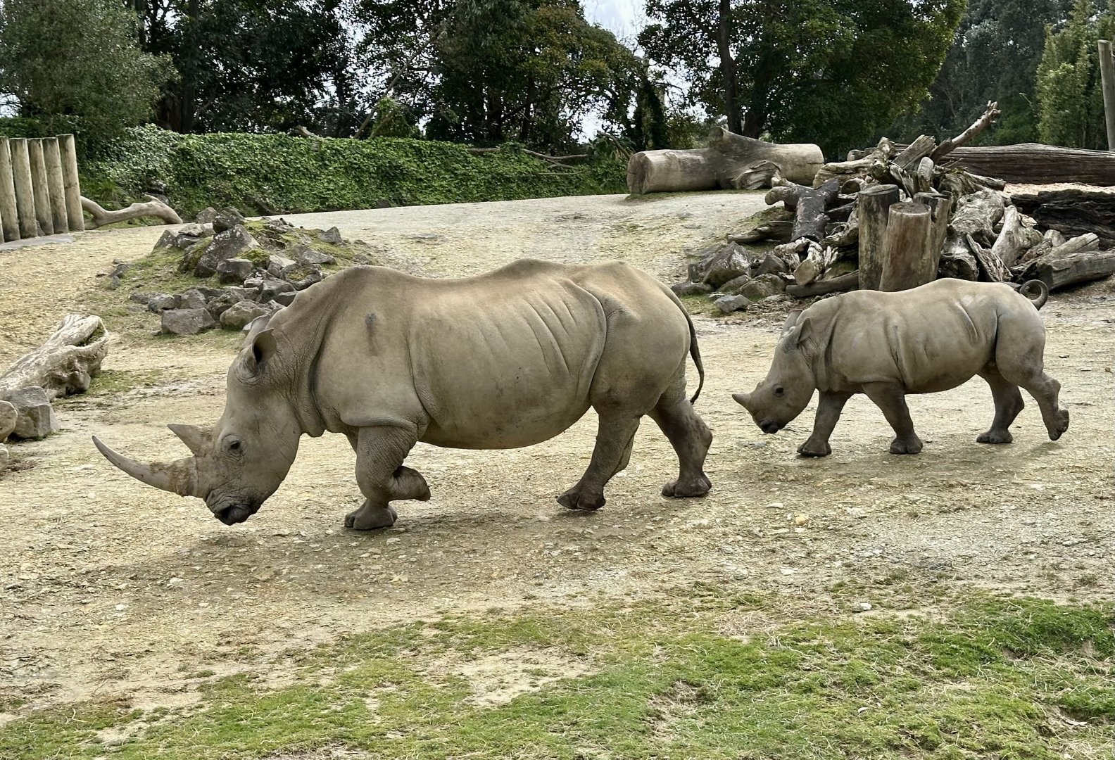 Jamila and Zuka (Southern White Rhinoceros)