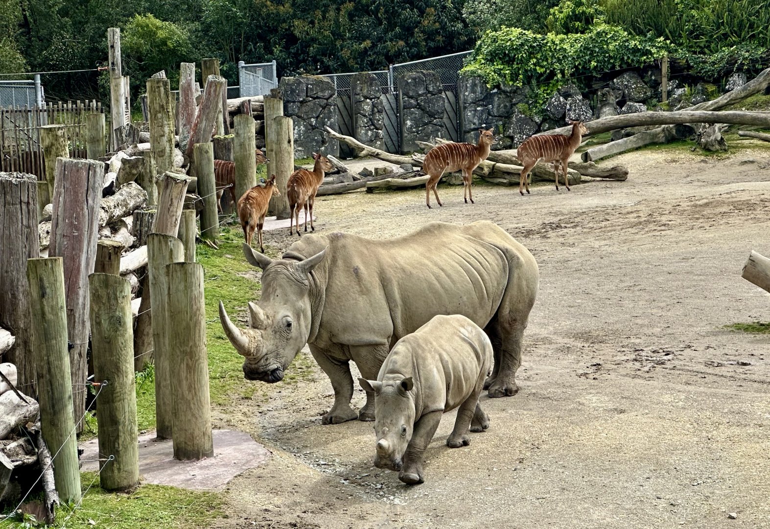 Jamila and Zuka (Southern White Rhinoceros)