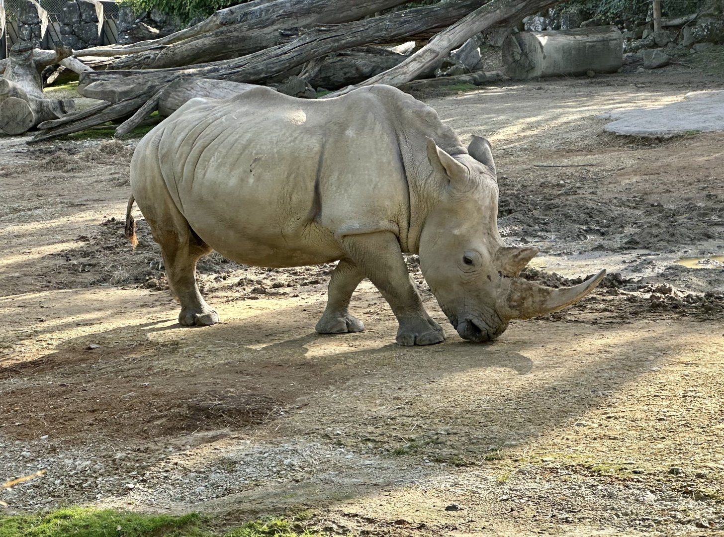 Jamila (Southern White Rhinoceros)