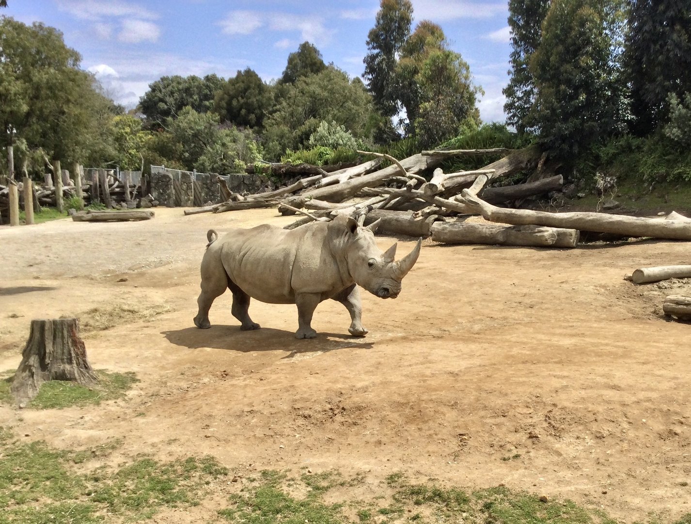 Jamila the Southern White Rhinoceros