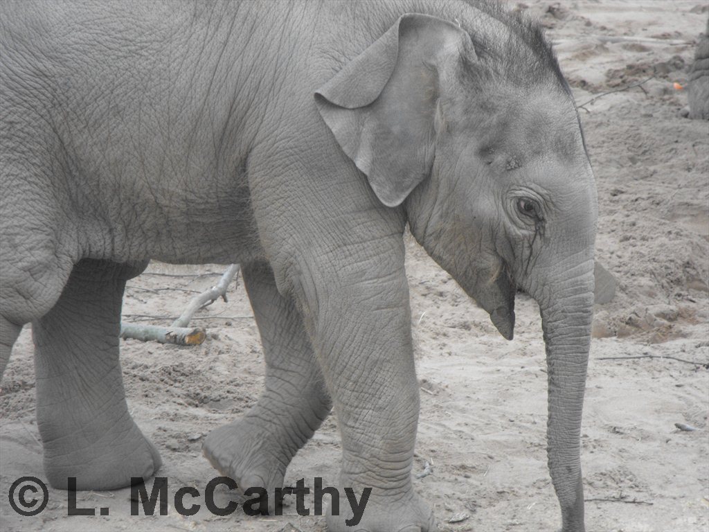 Jamilah taken on 6th March 2011