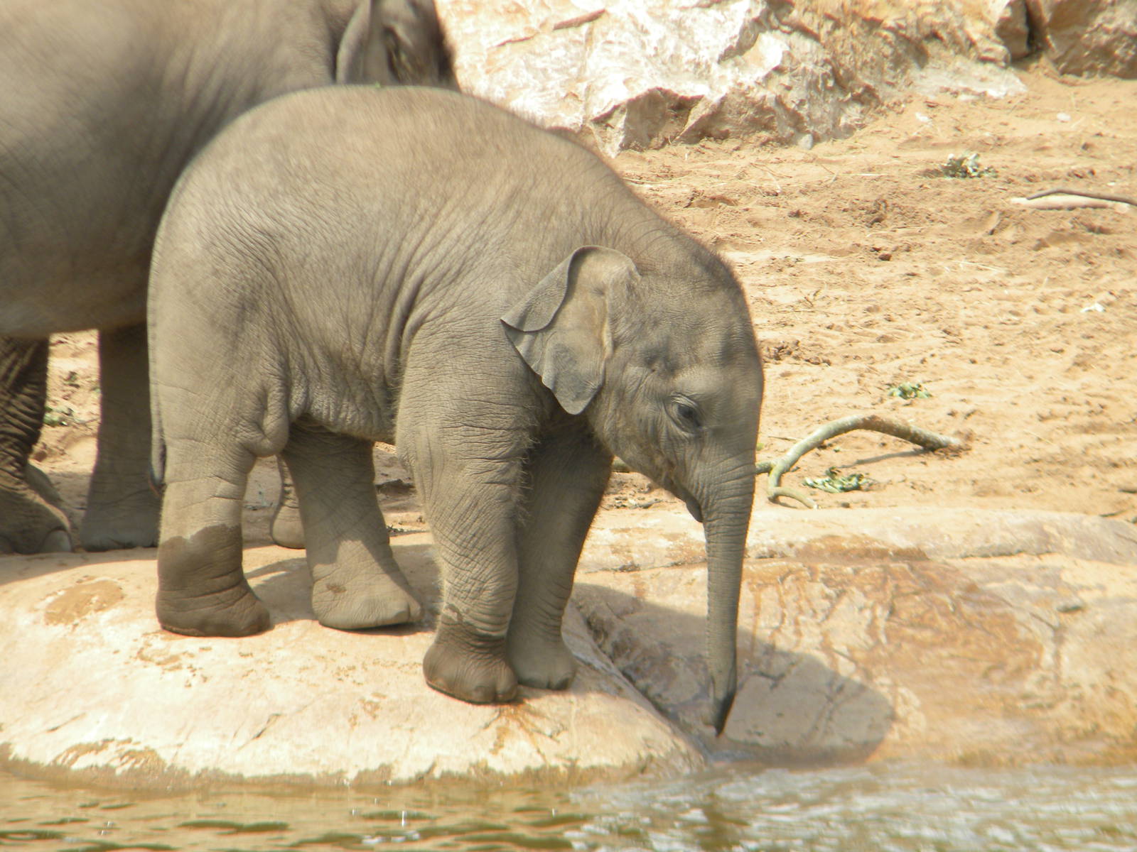 Jamilah the Asian Elephant at Chester Zoo 11/06/11