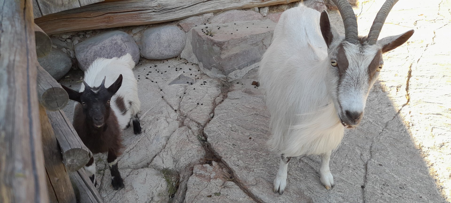 Jämtland goat doe with kid