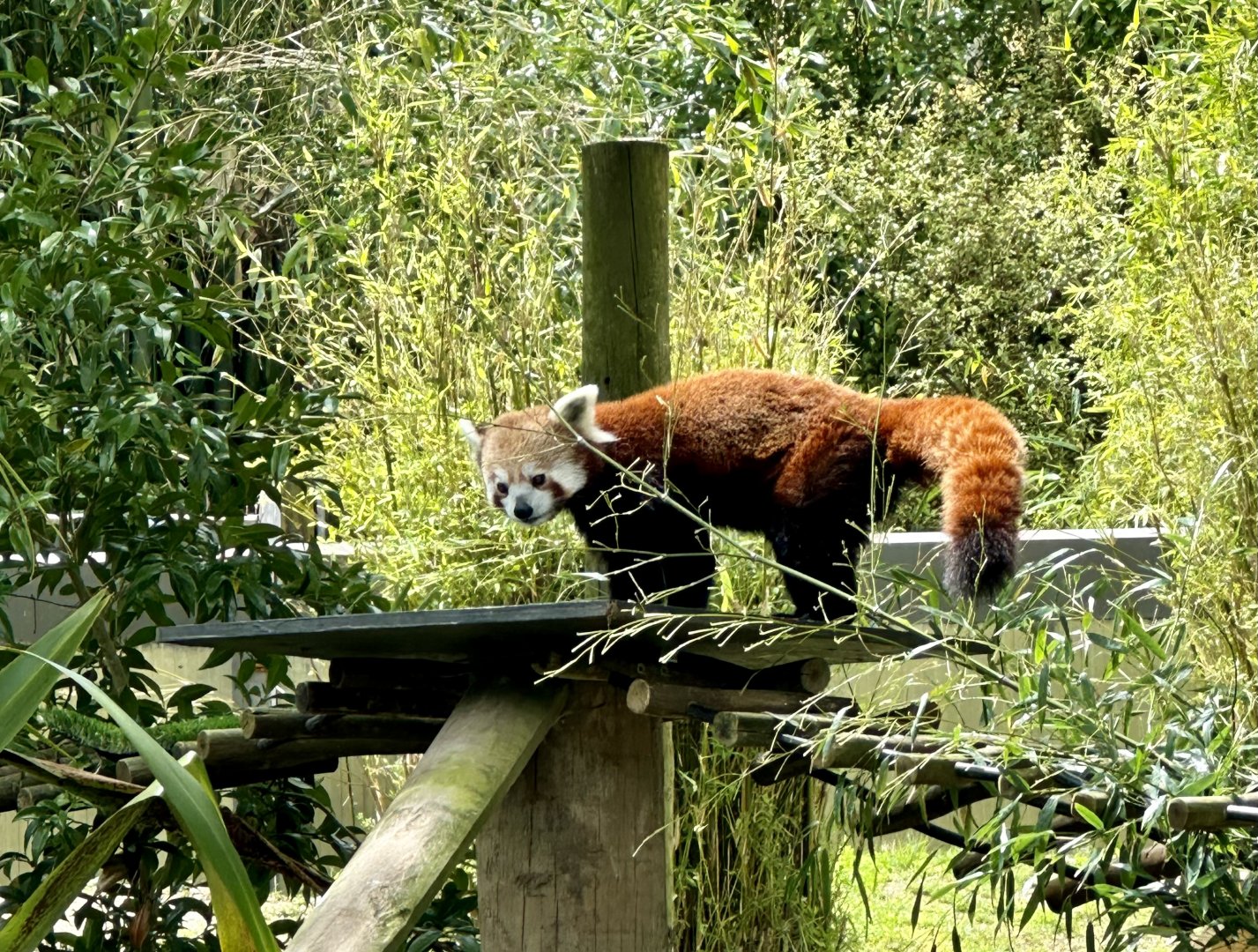 Jamuna (Nepalese Red Panda)