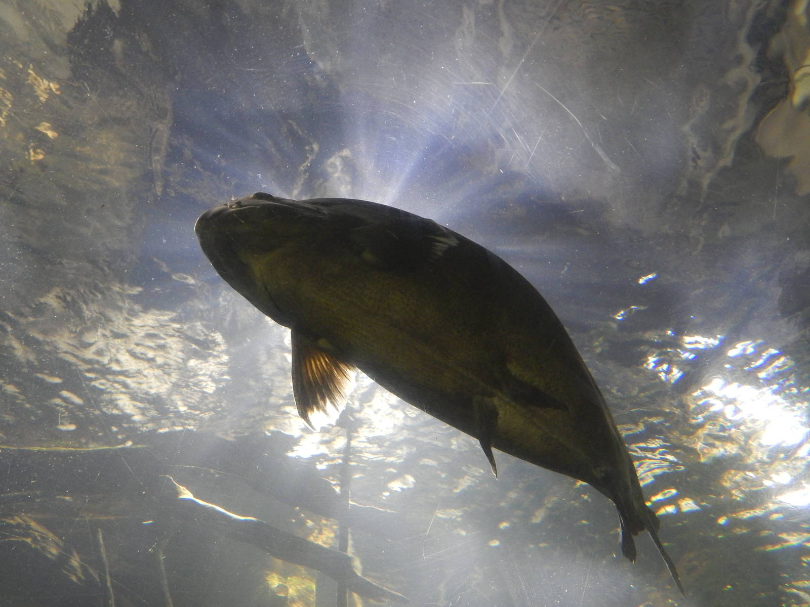 Jan. 2014 - Amazon Flooded Forest - Black-finned Pacu