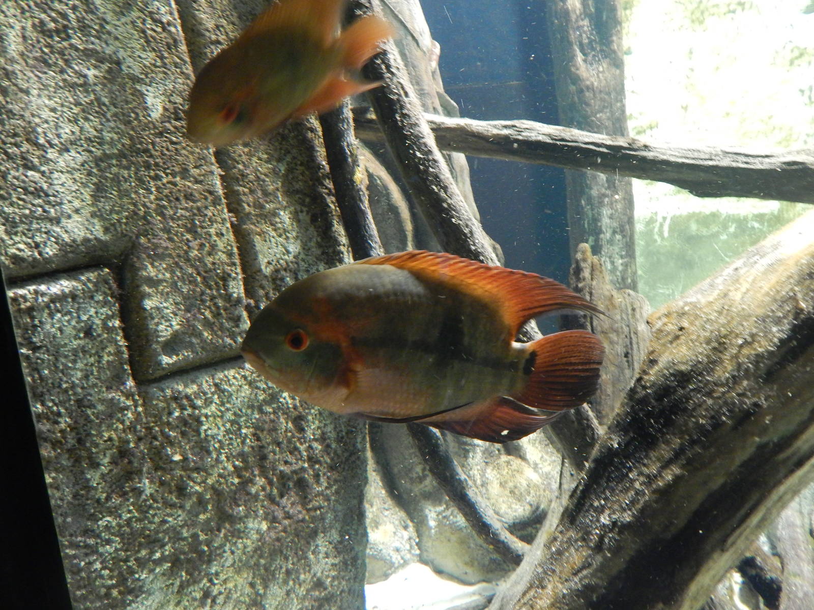 Jan. 2014 - Amazon Flooded Forest - Chocolate Cichlid