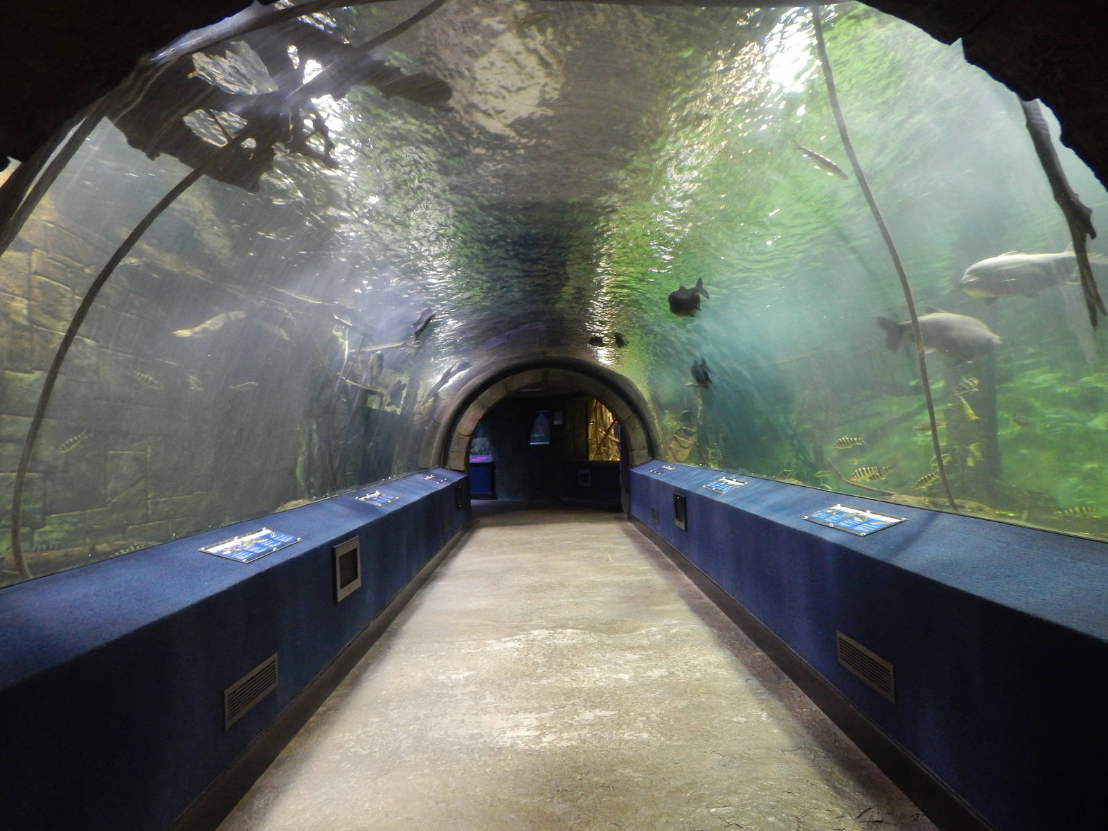 Jan. 2014 - Amazon Flooded Forest Tunnel (12 species)
