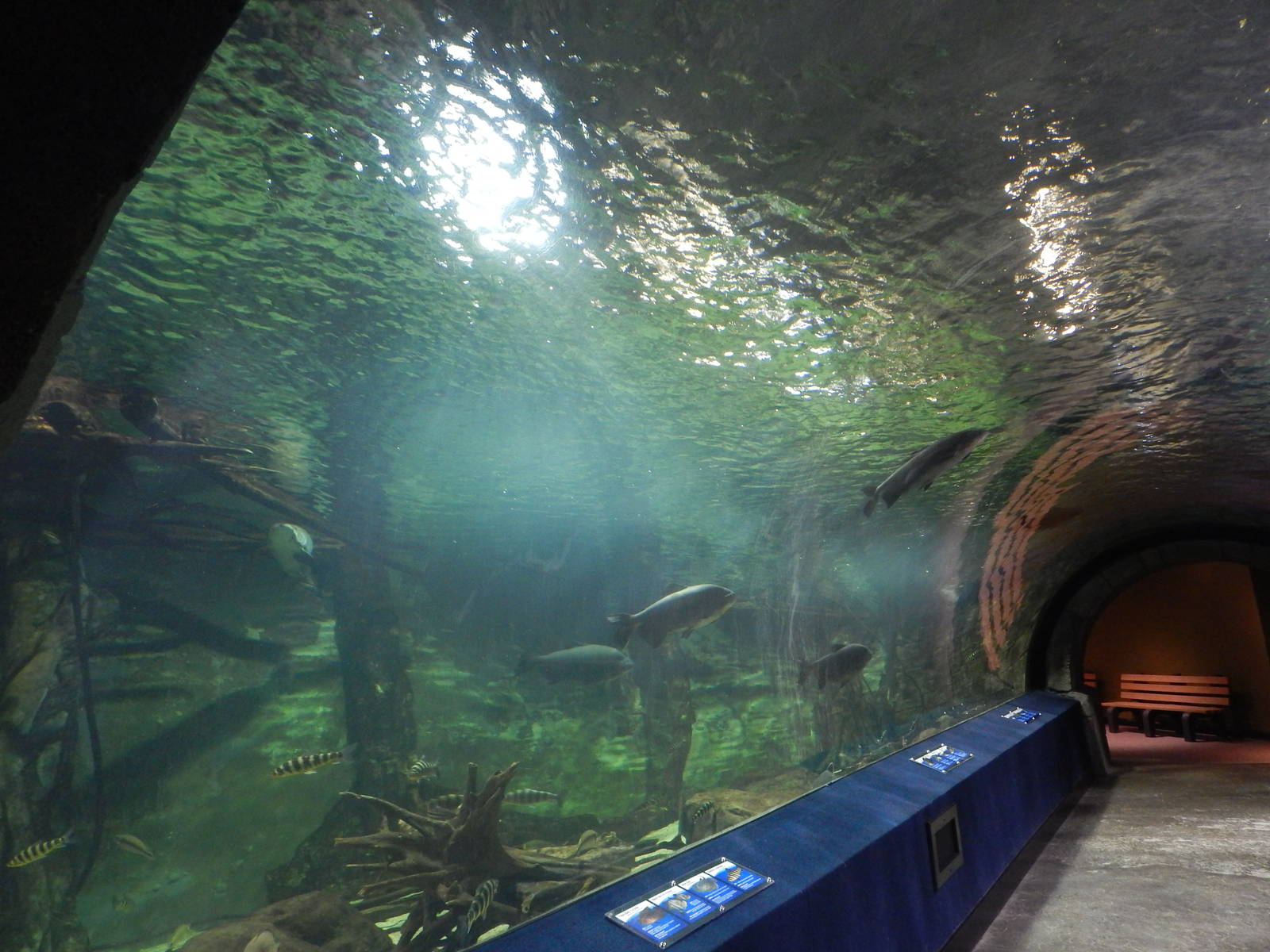 Jan. 2014 - Amazon Flooded Forest Tunnel (12 species)