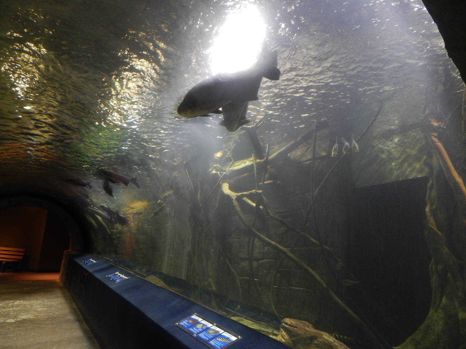 Jan. 2014 - Amazon Flooded Forest Tunnel (12 species)