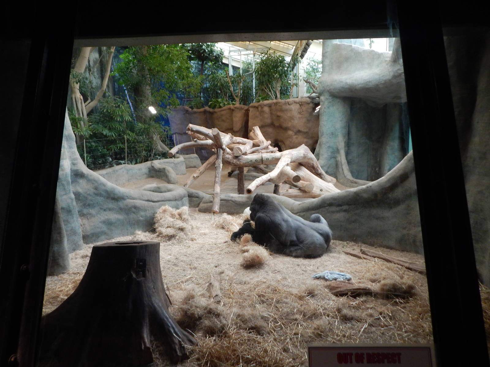 Jan. 2014 - Apes of Africa + Primates of the World - Indoor Gorilla Exhibit