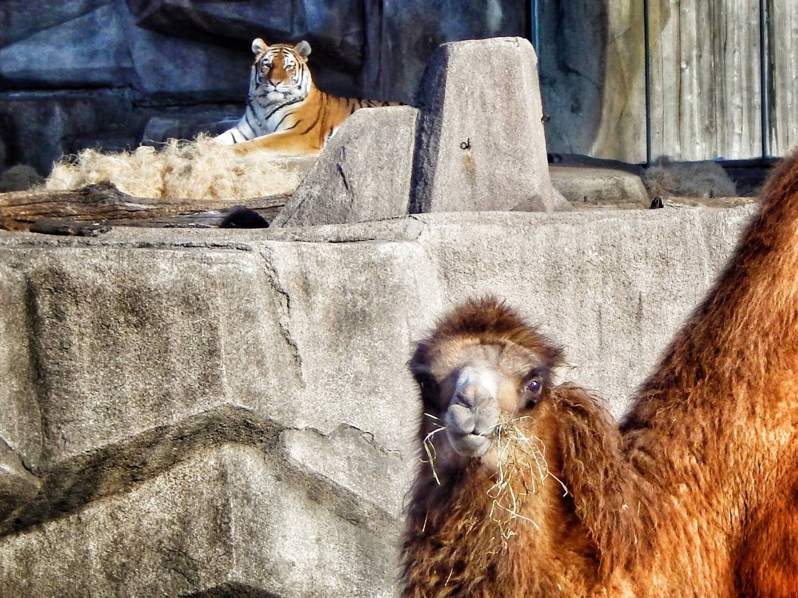 Jan. 2014 - Big Cat Country - Amur Tiger + Bactrian Camel