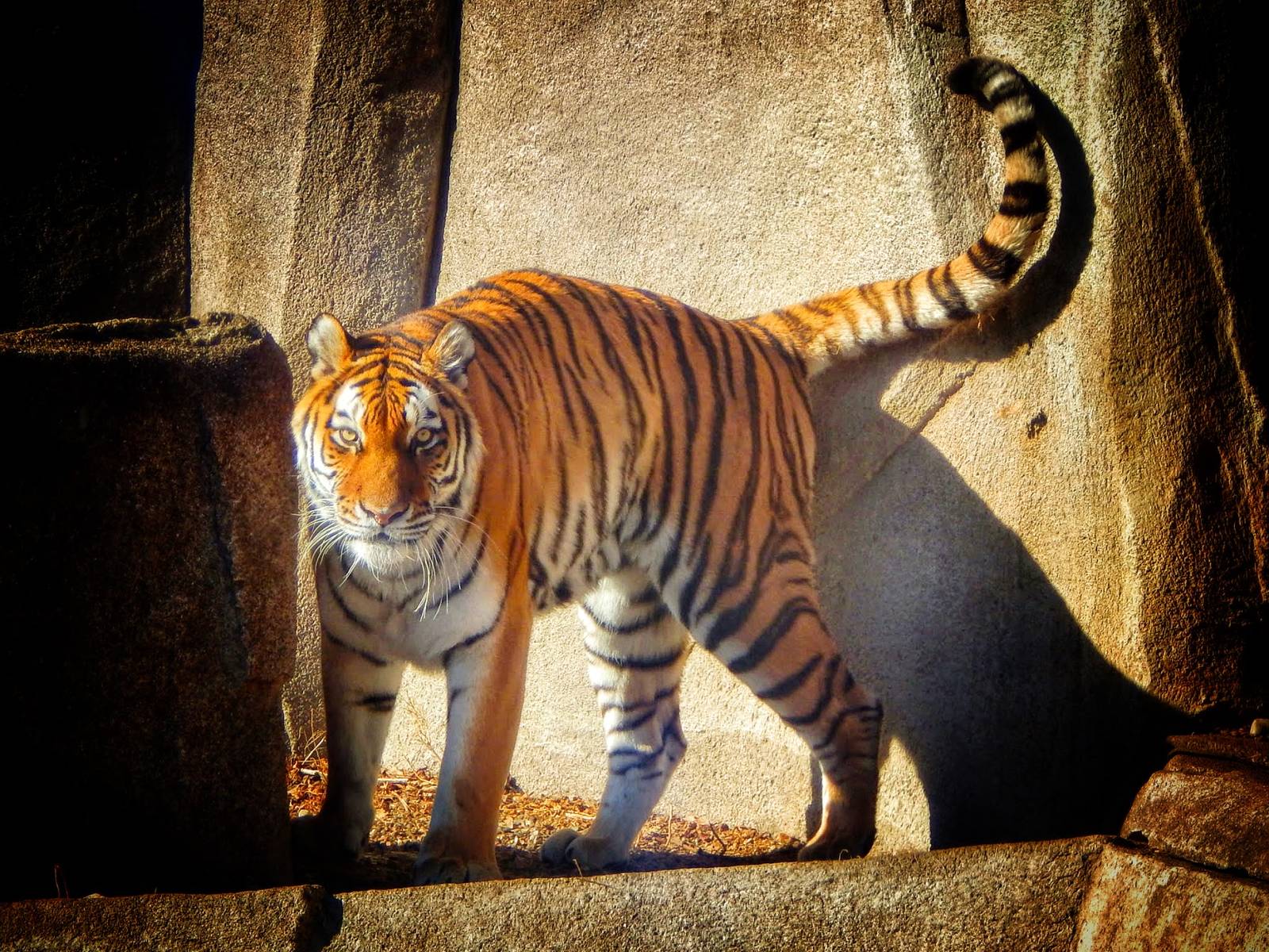 Jan. 2014 - Big Cat Country - Amur Tiger
