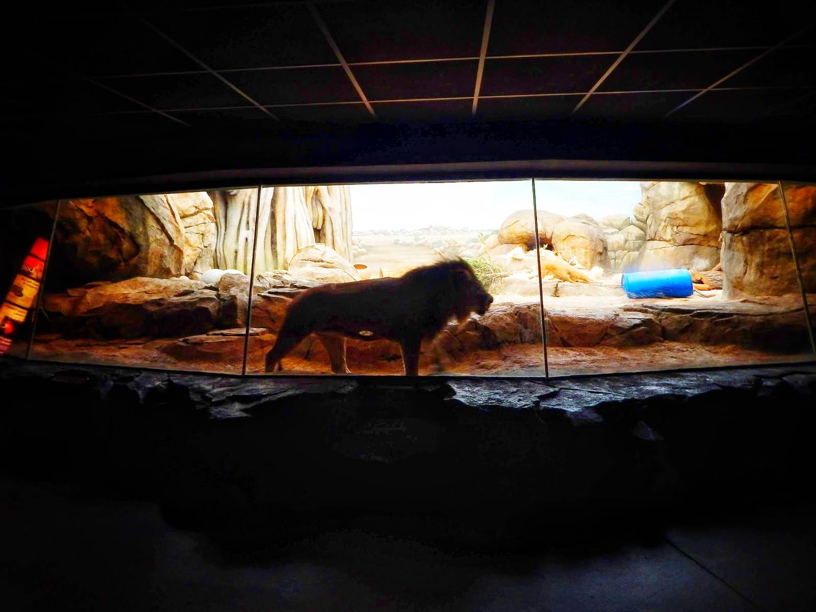 Jan. 2014 - Big Cat Country - Lion-Hyena Indoor Exhibit