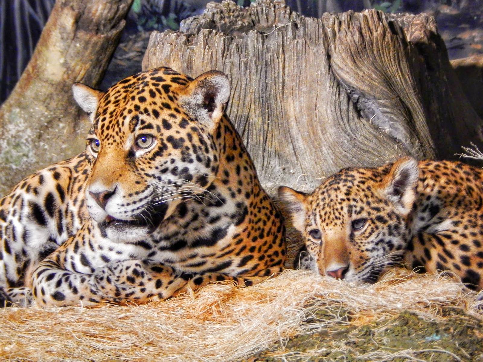 Jan. 2014 - Big Cat Country - Stella + Francisco