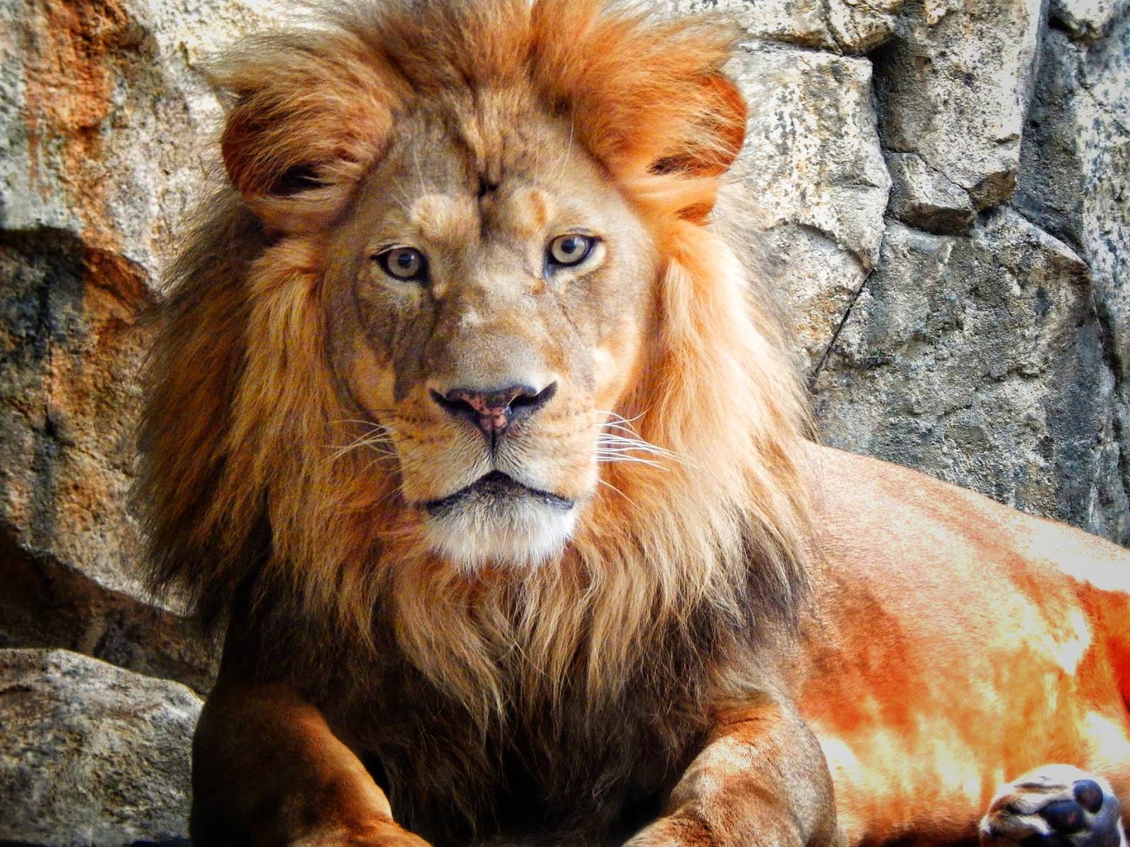 Jan. 2014 - Big Cat Country - Themba