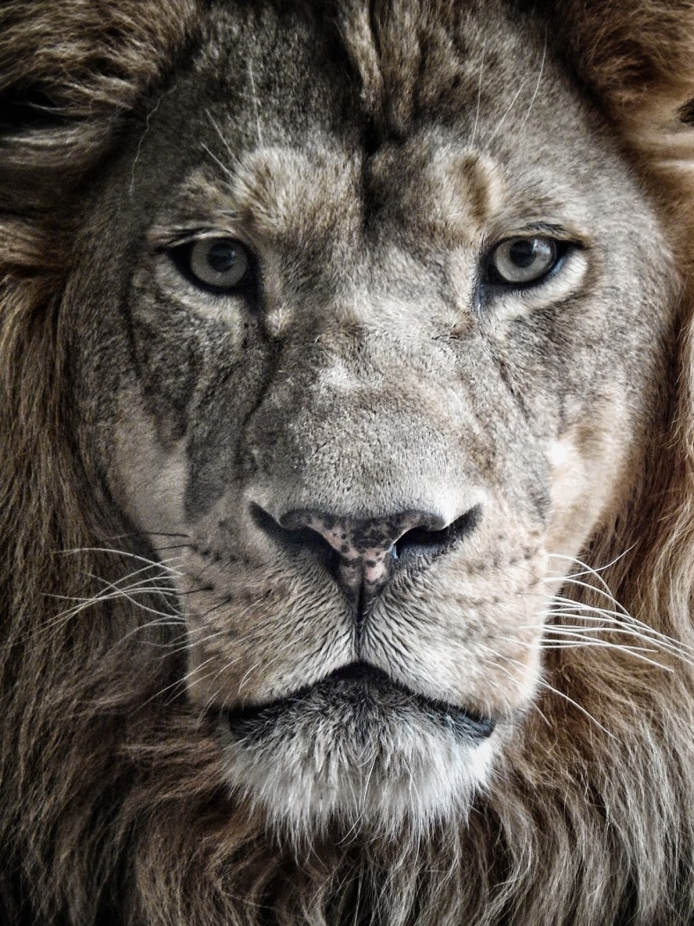 Jan. 2014 - Big Cat Country - Themba