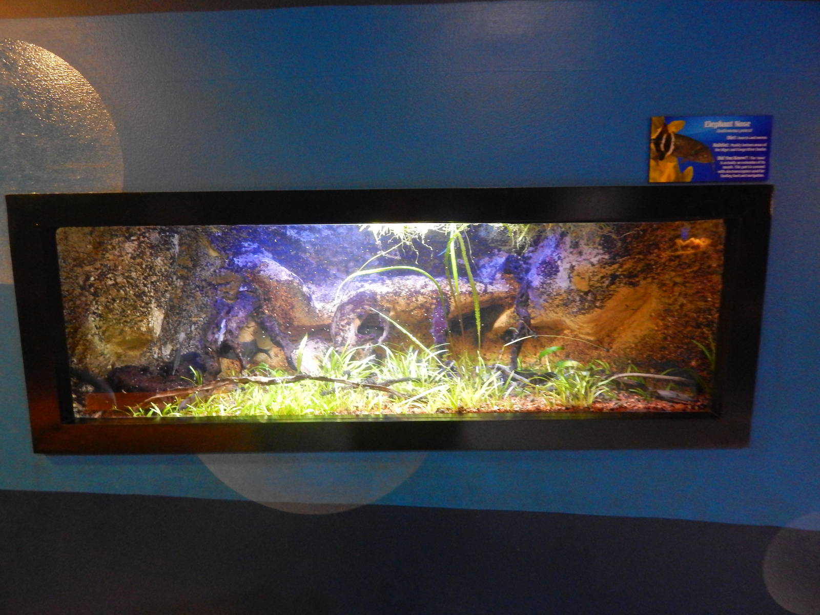 Jan. 2014 - Bizarre and Beautiful - Elephantnose Fish Exhibit