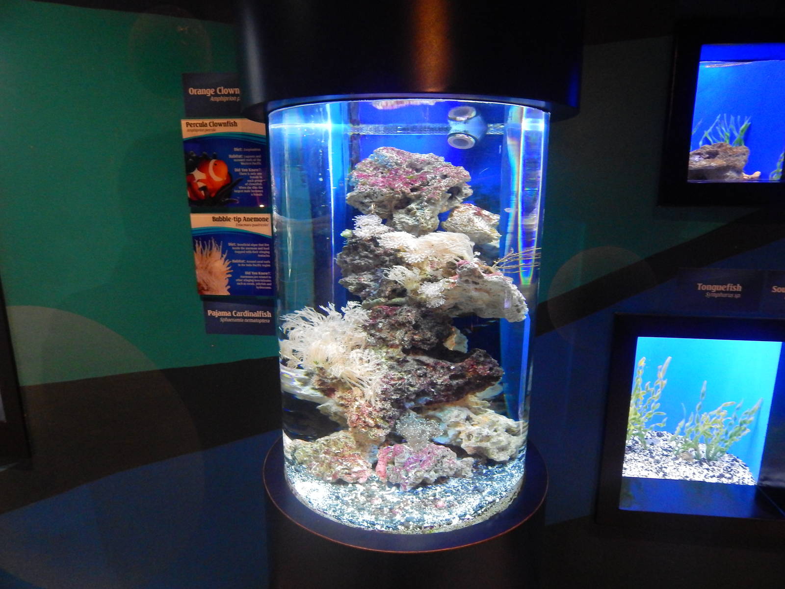 Jan. 2014 - Bizarre and Beautiful Exhibit (4 Species)