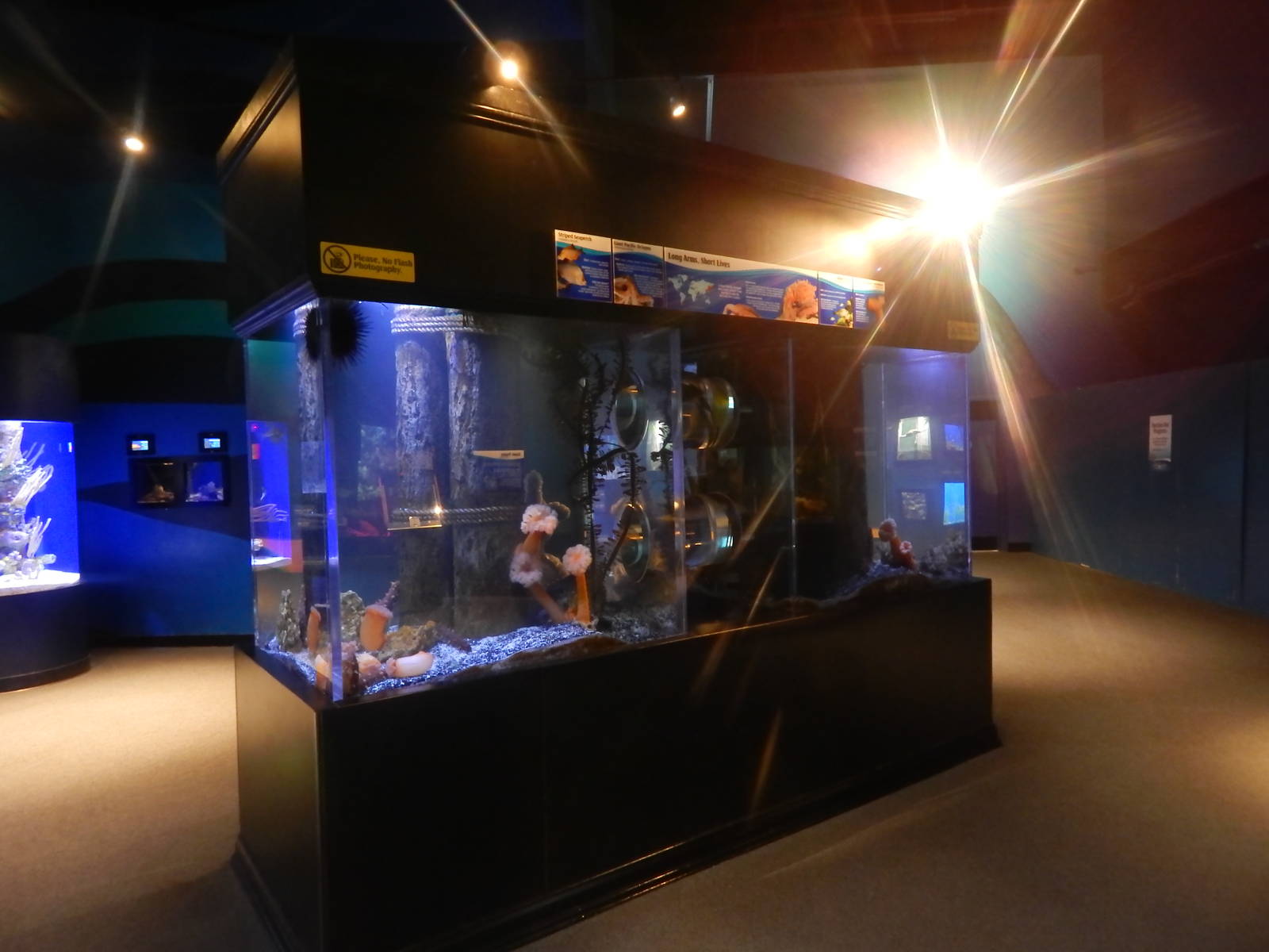 Jan. 2014 - Bizarre and Beautiful Exhibit (4 Species)