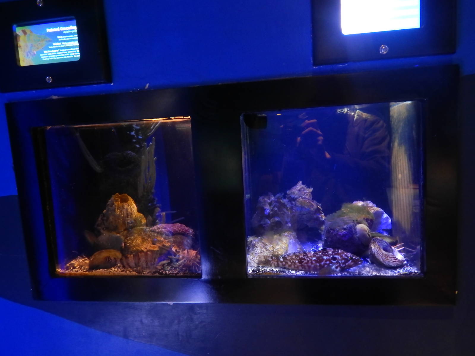 Jan. 2014 - Bizarre and Beautiful Exhibits (6/4 Species)