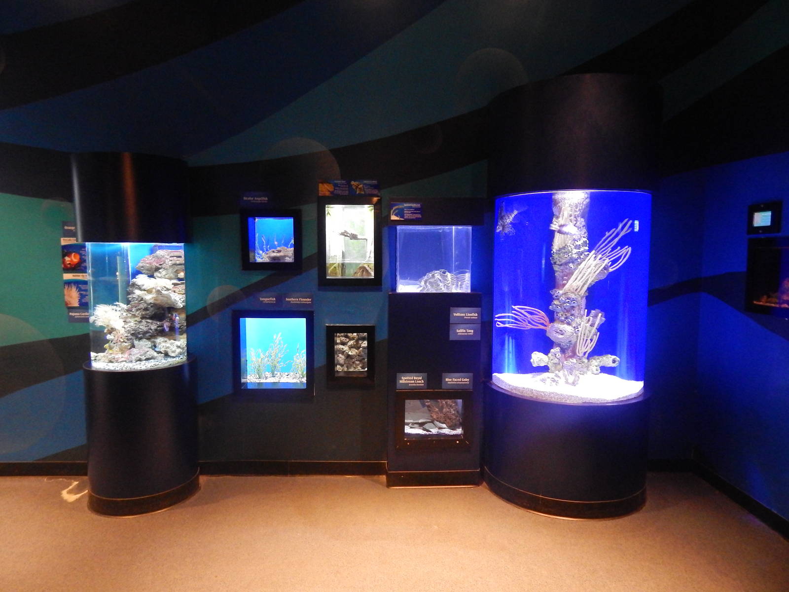 Jan. 2014 - Bizarre and Beautiful Exhibits (8 Tanks, 14 Species)