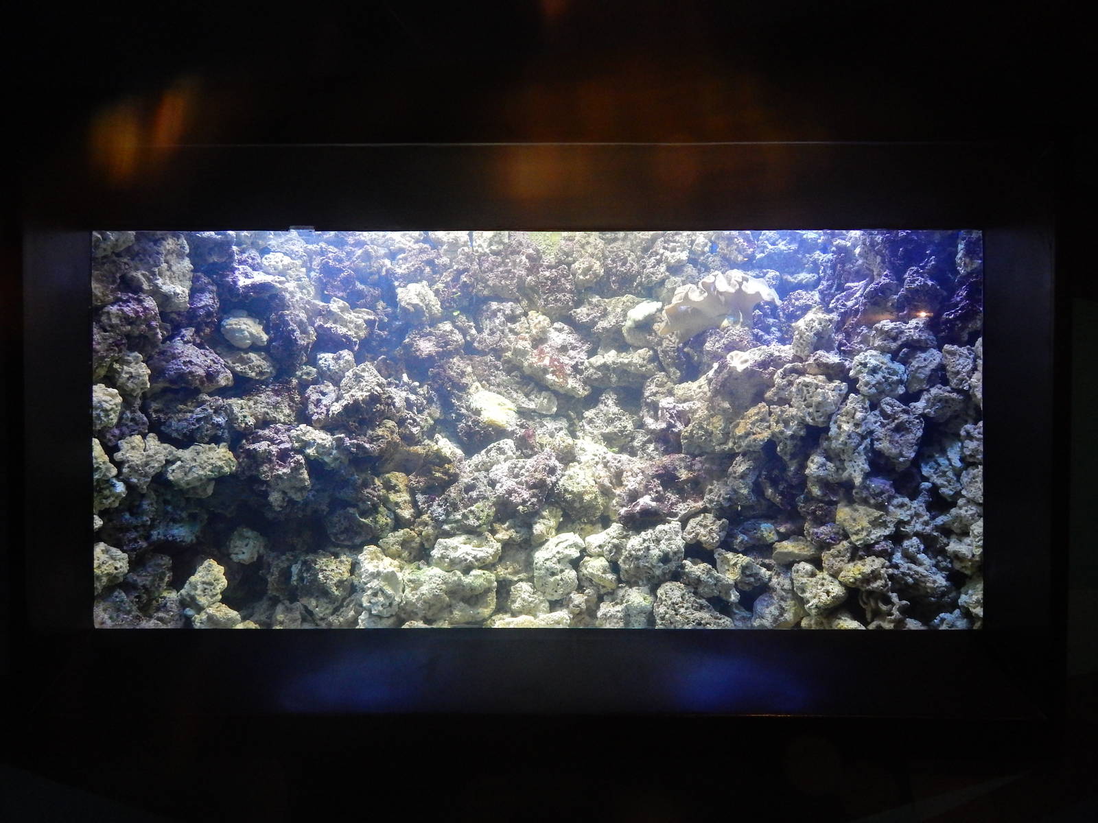 Jan. 2014 - Bizarre and Beautiful - Live Coral Reef
