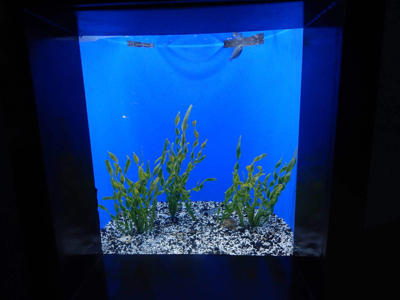 Jan. 2014 - Bizarre and Beautiful - Southern Flounder + Tonguefish Exhibit