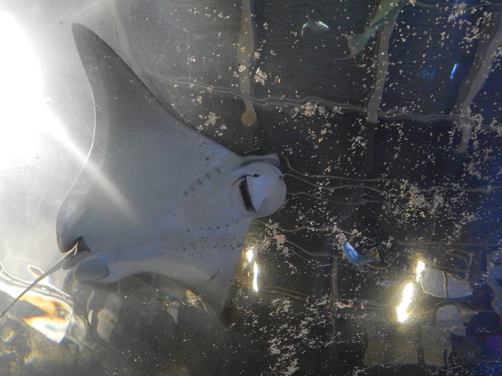 Jan. 2014 - Coral Reef Tunnel - Cownose Ray