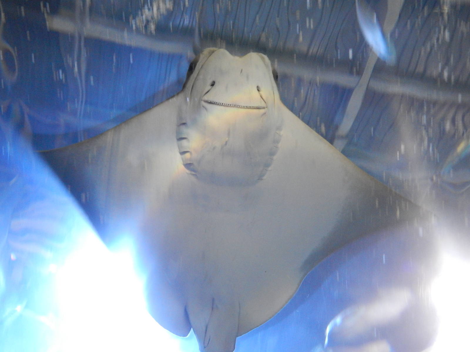 Jan. 2014 - Coral Reef Tunnel - Cownose Ray