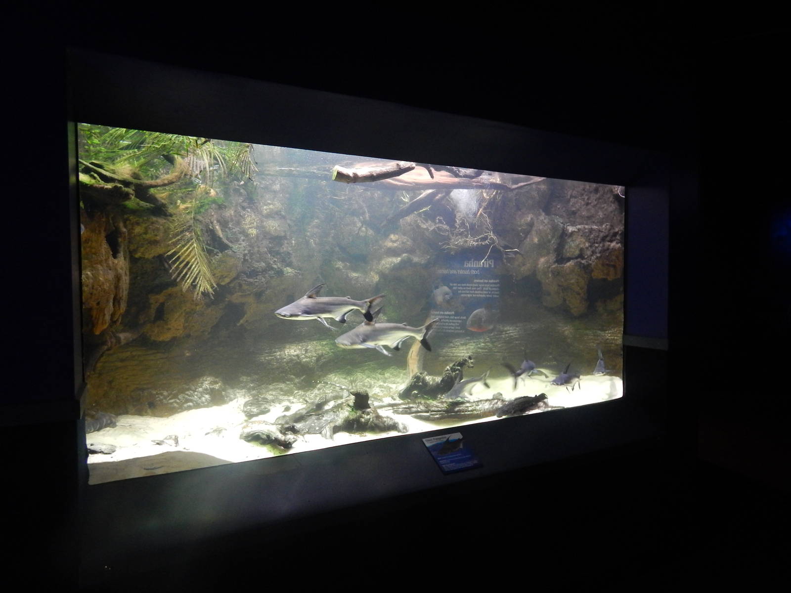 Jan. 2014 - Dangerous and Deadly - Chao Phraya Giant Catfish + White-blotch