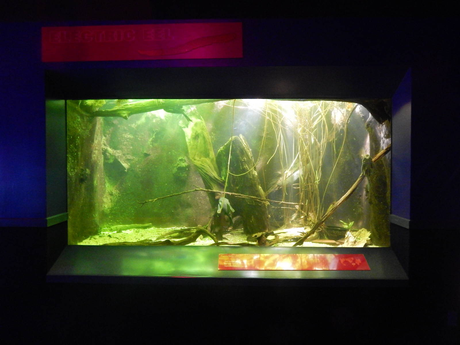 Jan. 2014 - Dangerous and Deadly - Electric Eel + River Ray Exhibit