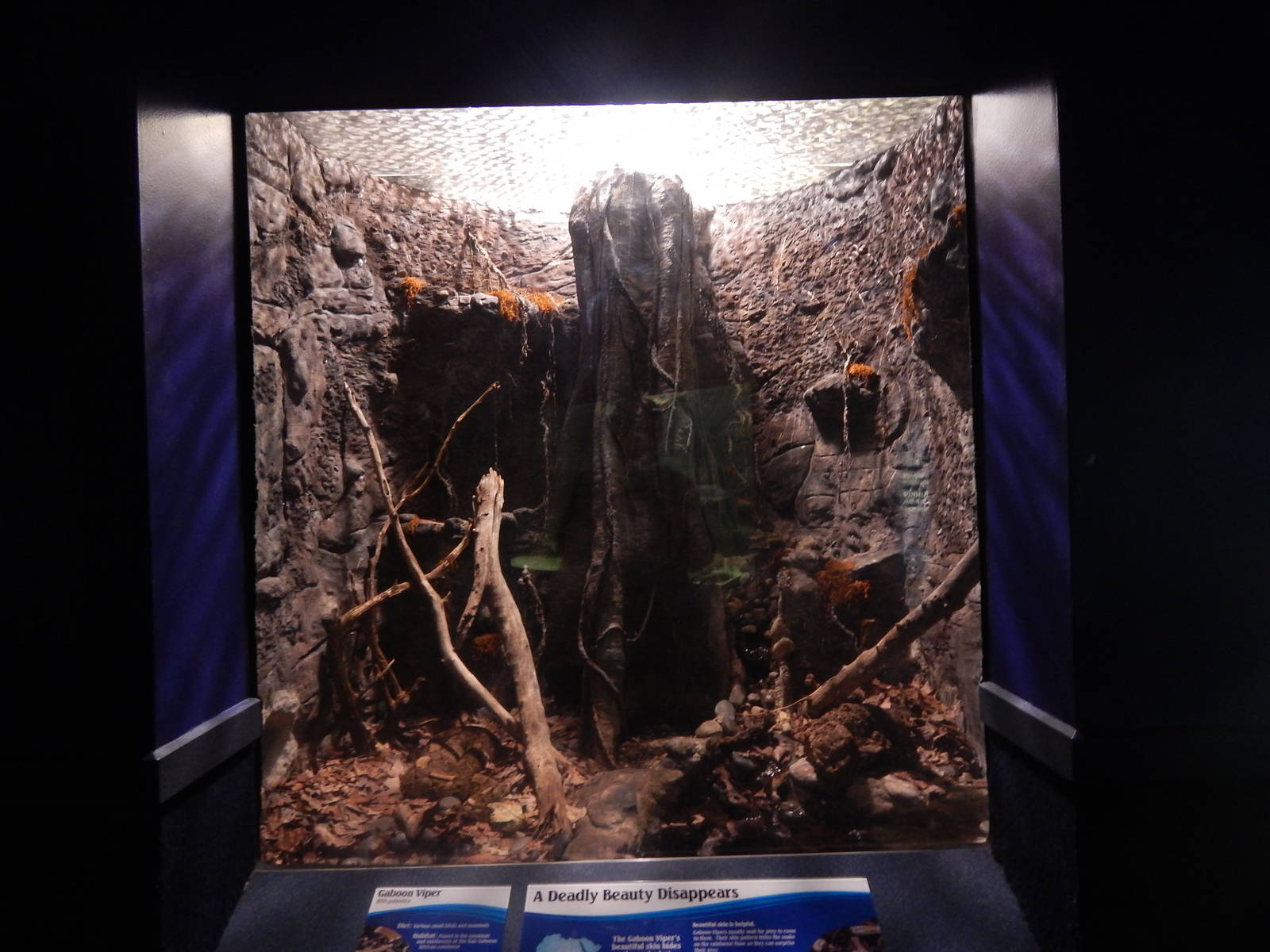 Jan. 2014 - Dangerous and Deadly - Gaboon Viper Exhibit