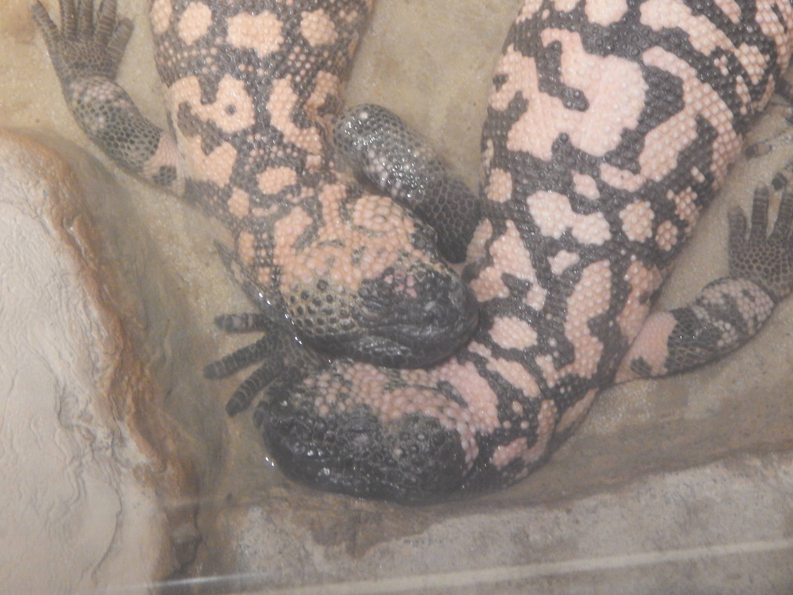 Jan. 2014 - Dangerous and Deadly - Gila Monsters