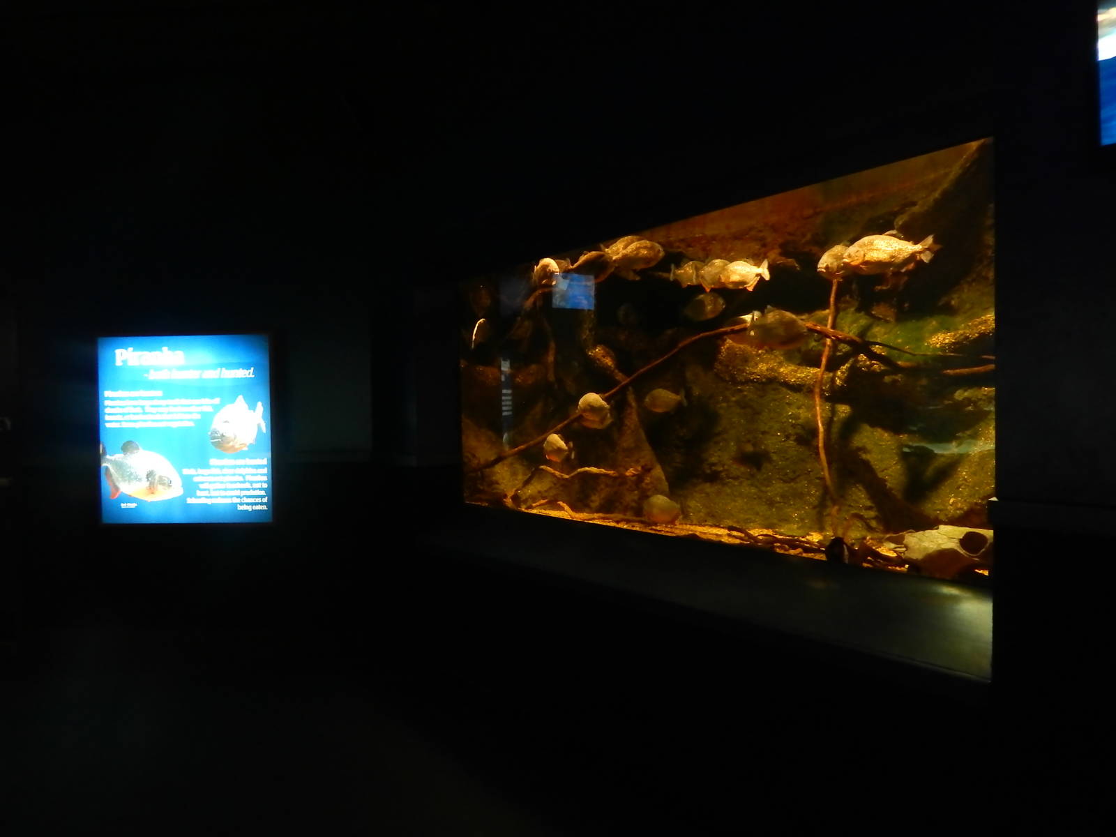 Jan. 2014 - Dangerous and Deadly - Red Piranha Exhibit