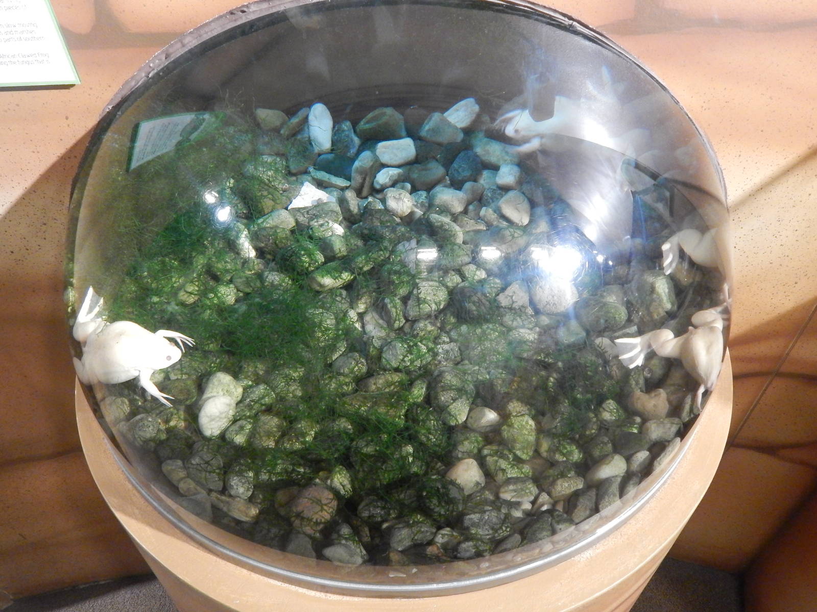 Jan. 2014 - Frog Bog - African-clawed Frog Exhibit