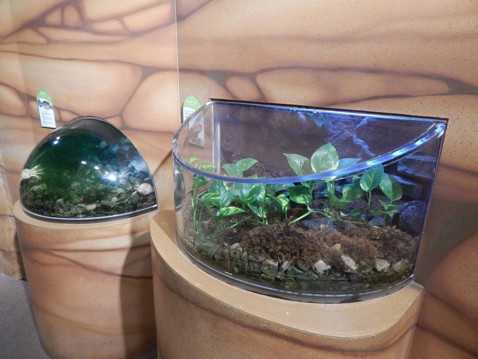 Jan. 2014 - Frog Bog - African-clawed Frog + Mantella Frog Exhibits