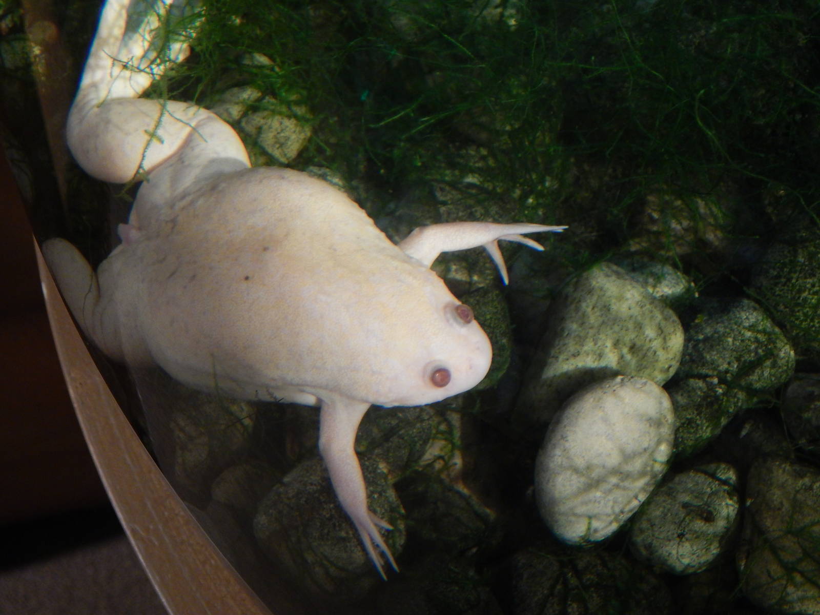Jan. 2014 - Frog Bog - African-clawed Frog