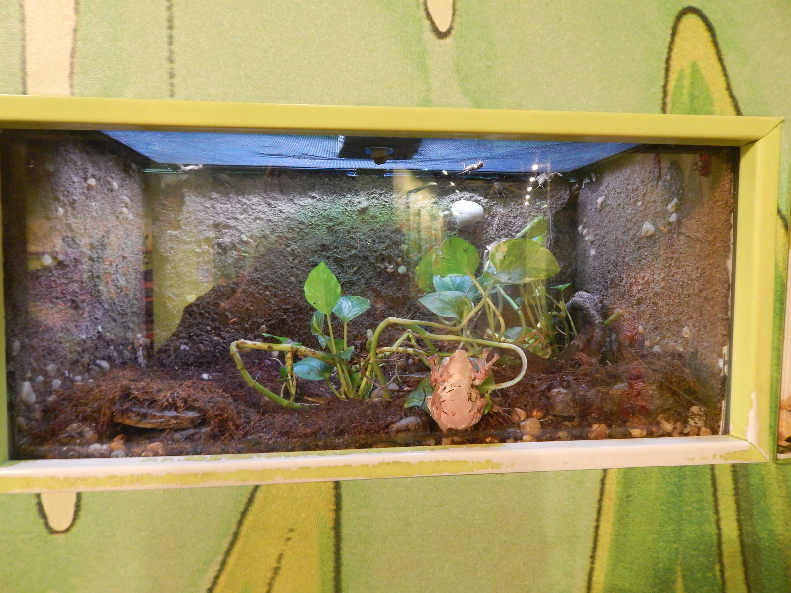 Jan. 2014 - Frog Bog - Bornean Eared Frog Exhibit