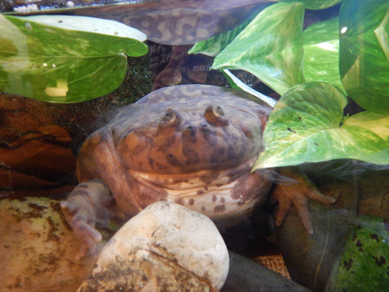 Jan. 2014 - Frog Bog - Budgett's Frog