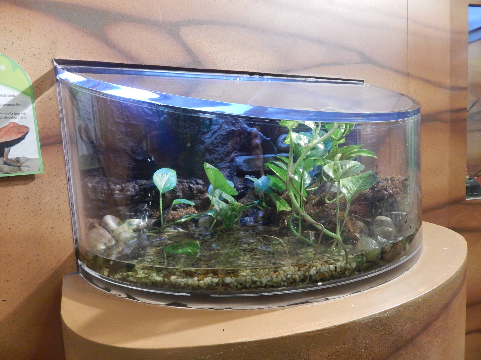 Jan. 2014 - Frog Bog - Mantella Frog Exhibit