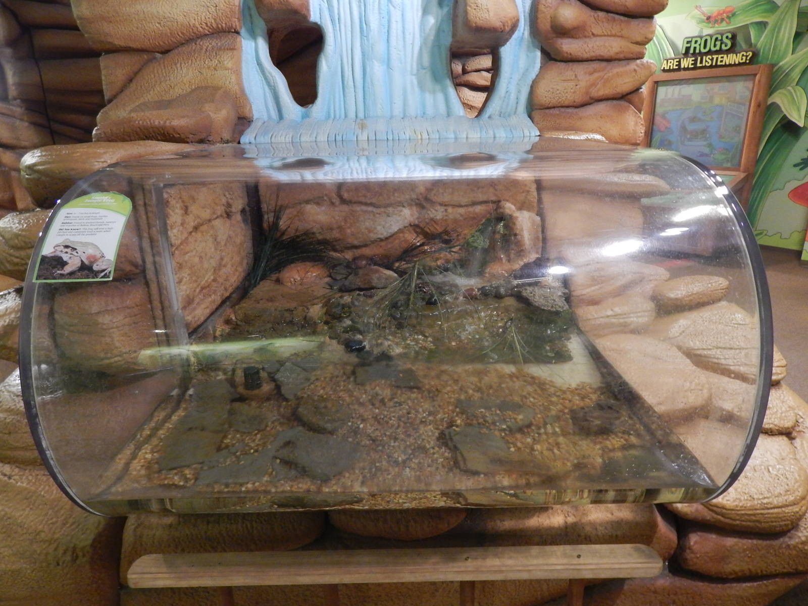 Jan. 2014 - Frog Bog - Smokey Jungle Frog Exhibit