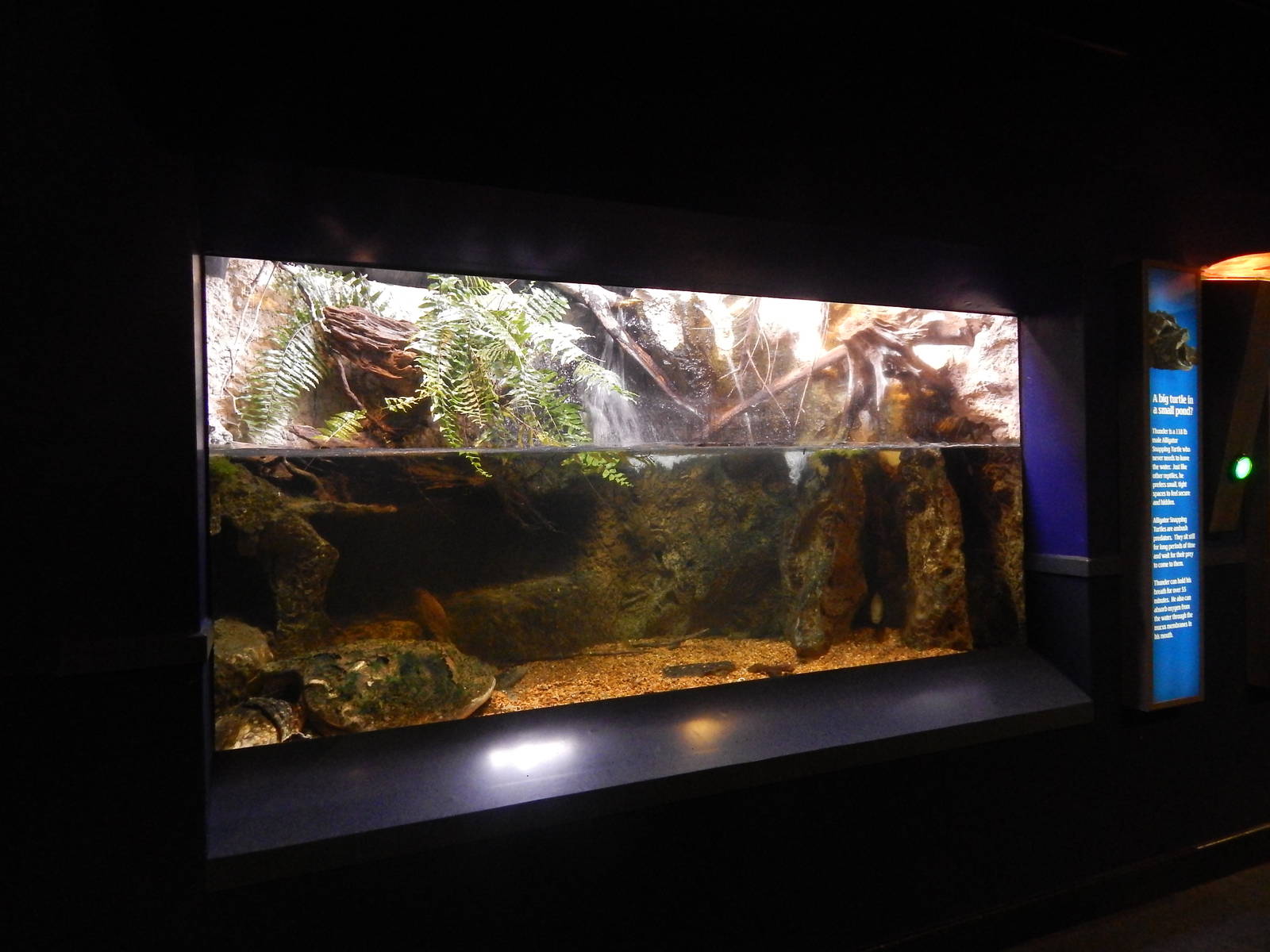 Jan. 2014 - Gator Alley - Alligator Snapping Turtle Exhibit
