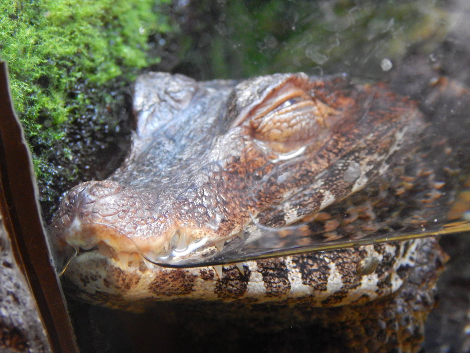 Jan. 2014 - Gator Alley - Cuvier's Dwarf Caiman