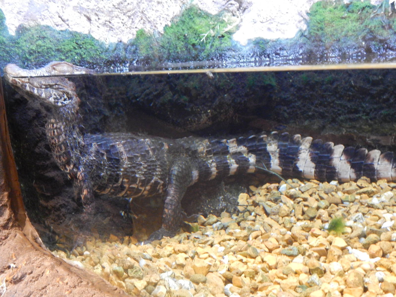 Jan. 2014 - Gator Alley - Cuvier's Dwarf Caiman
