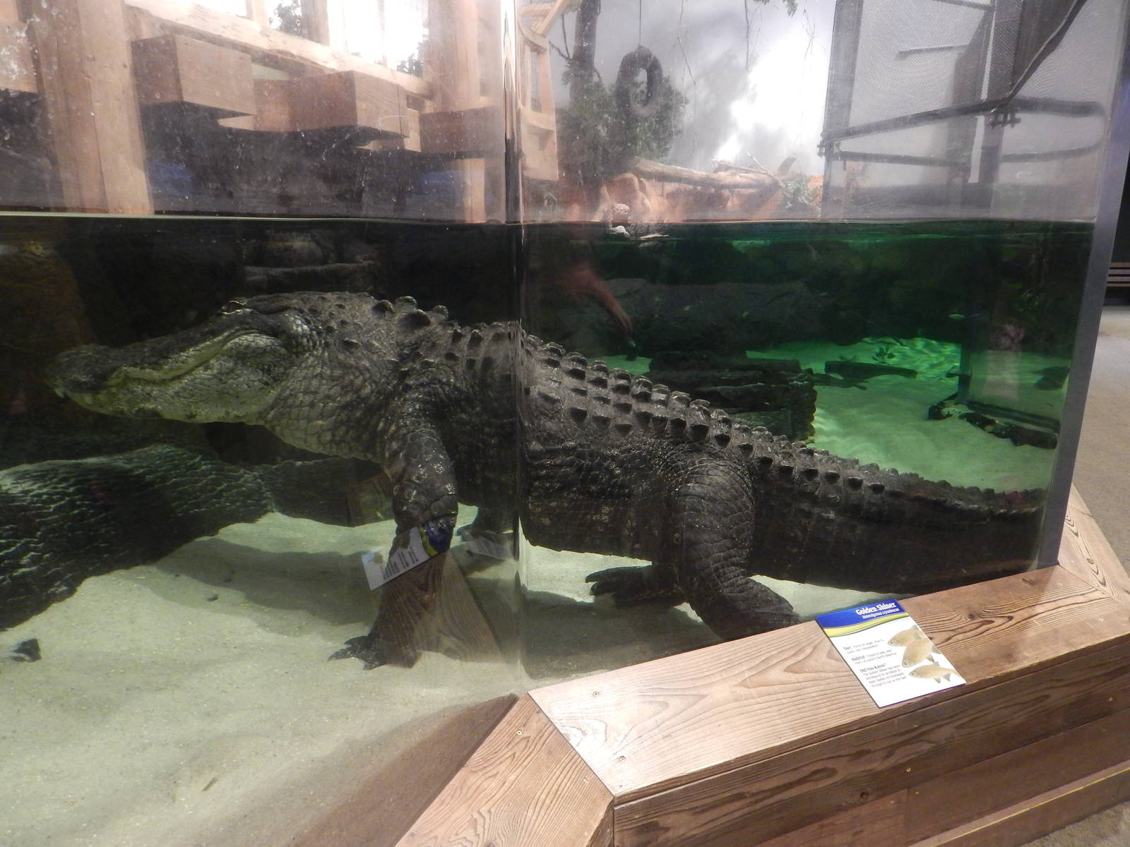 Jan. 2014 - Gator Alley - Mighty Mike