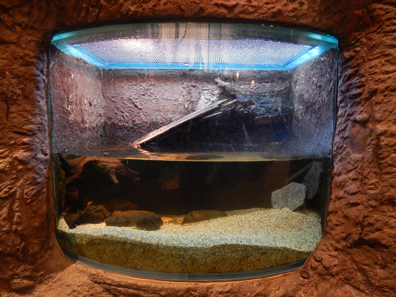 Jan. 2014 - Gator Alley - Morelet's Crocodile Exhibit