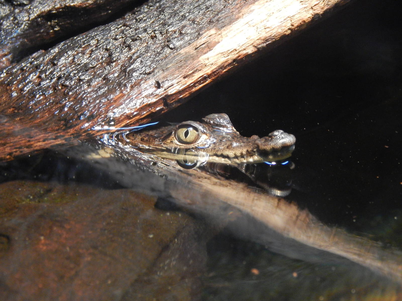Jan. 2014 - Gator Alley - Morelet's Crocodile