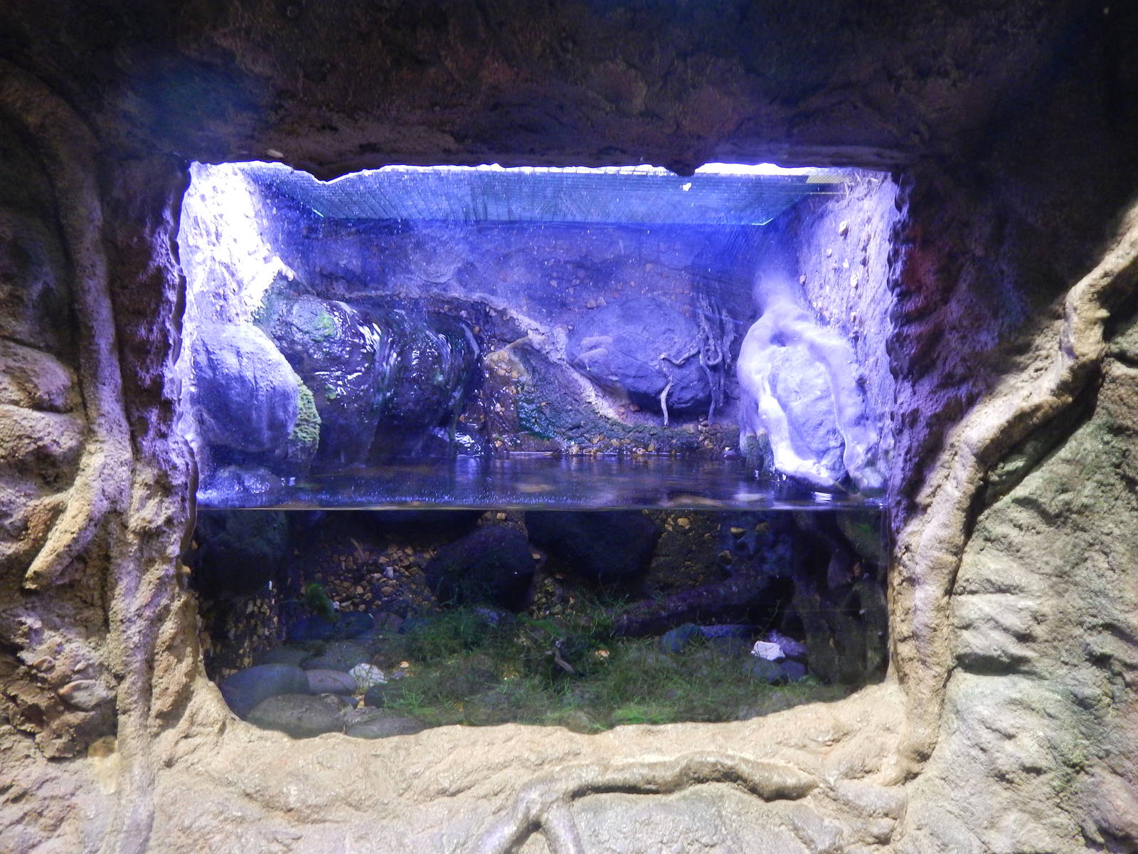 Jan. 2014 - Gator Alley - Mudpuppy Exhibit