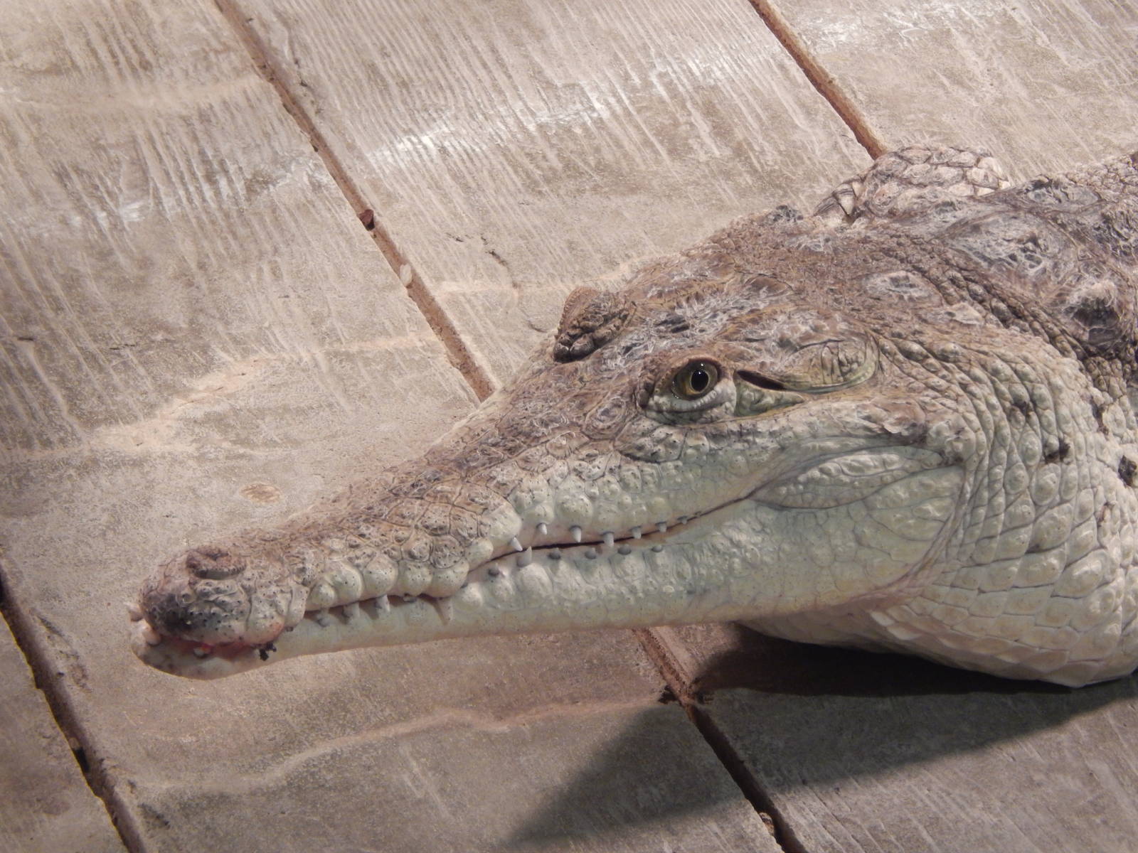 Jan. 2014 - Gator Alley - Orinoco Crocodile